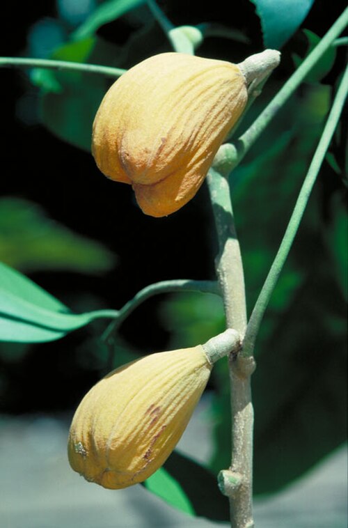 Dysoxylum latifolium: Dysoxylum latifolium fruit