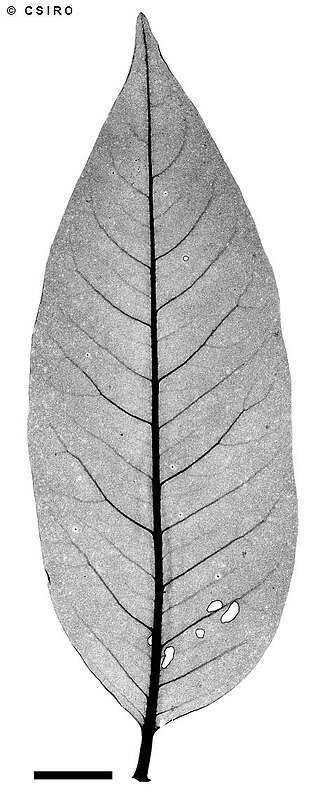 Dysoxylum latifolium: Dysoxylum latifolium x-ray of leaf