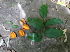 Dysoxylum latifolium (Dysoxylum latifolium)