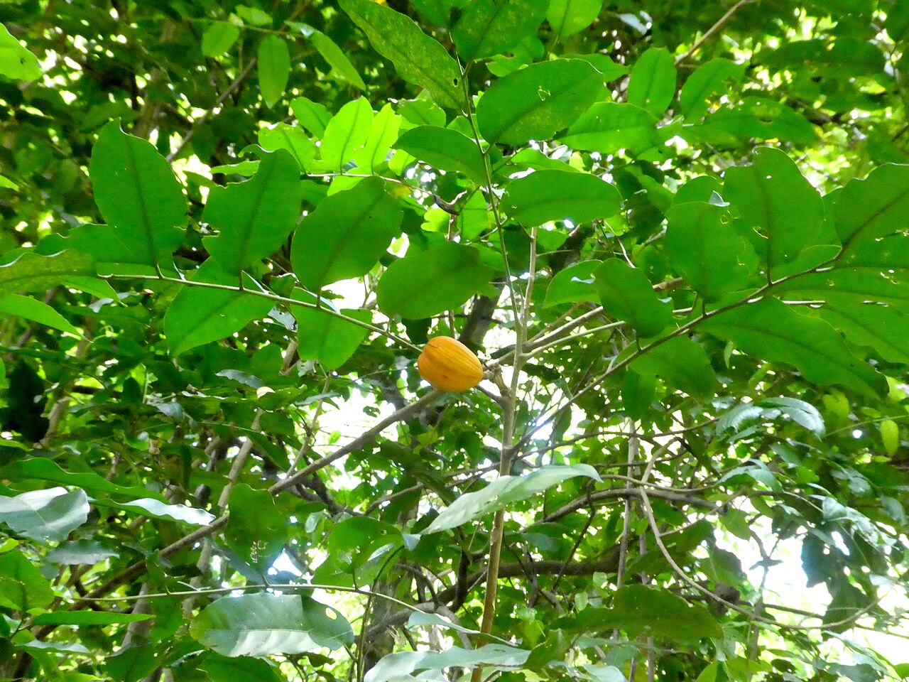 Dysoxylum latifolium: Dysoxylum latifolium fruit and foliage