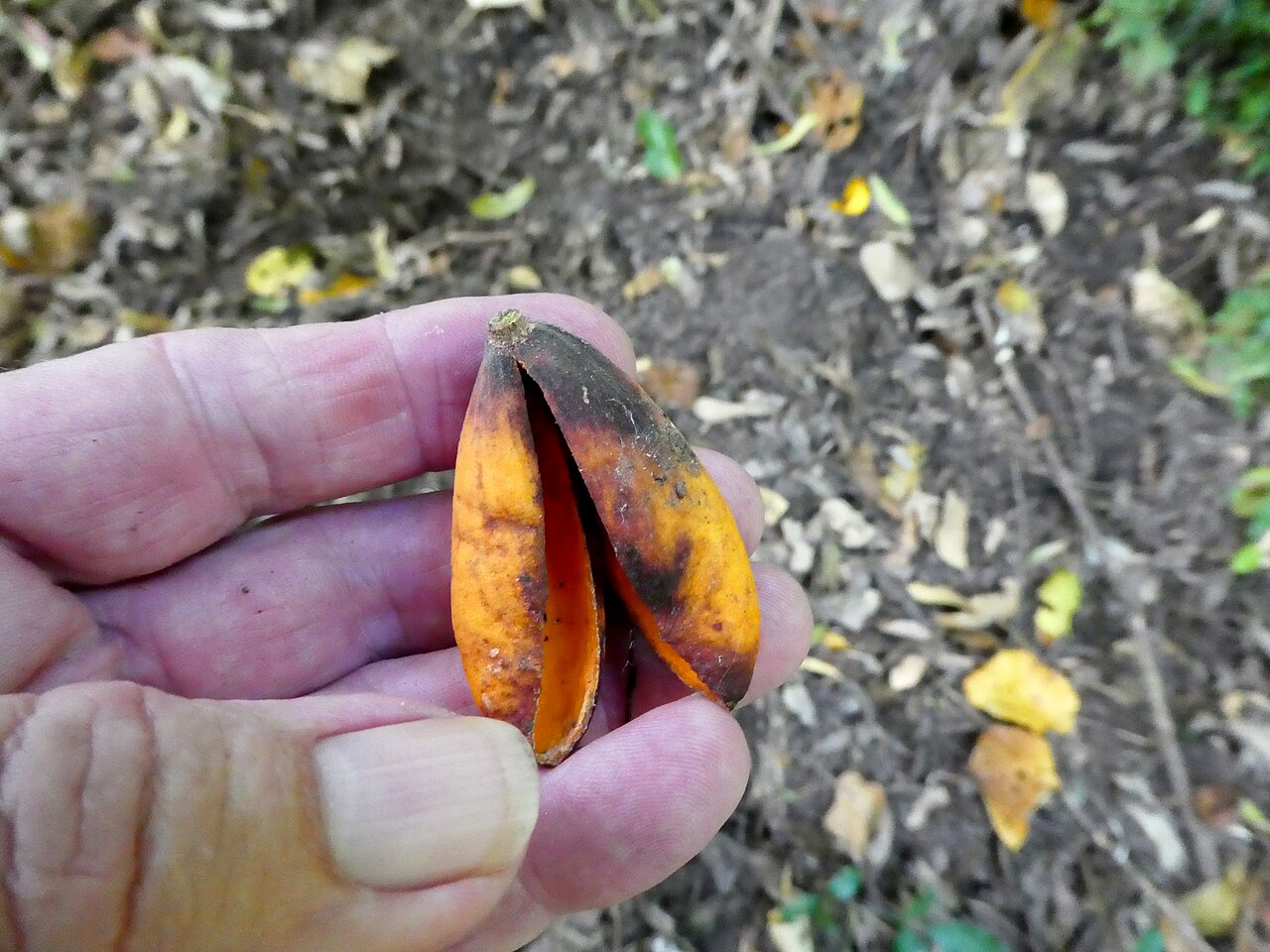 Dysoxylum latifolium: Empty fruit case of Dysoxylum latifolium