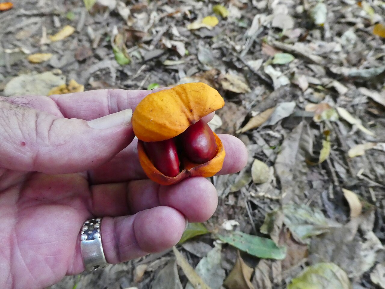 Dysoxylum latifolium: Dysoxylum latifolium fruit with seeds