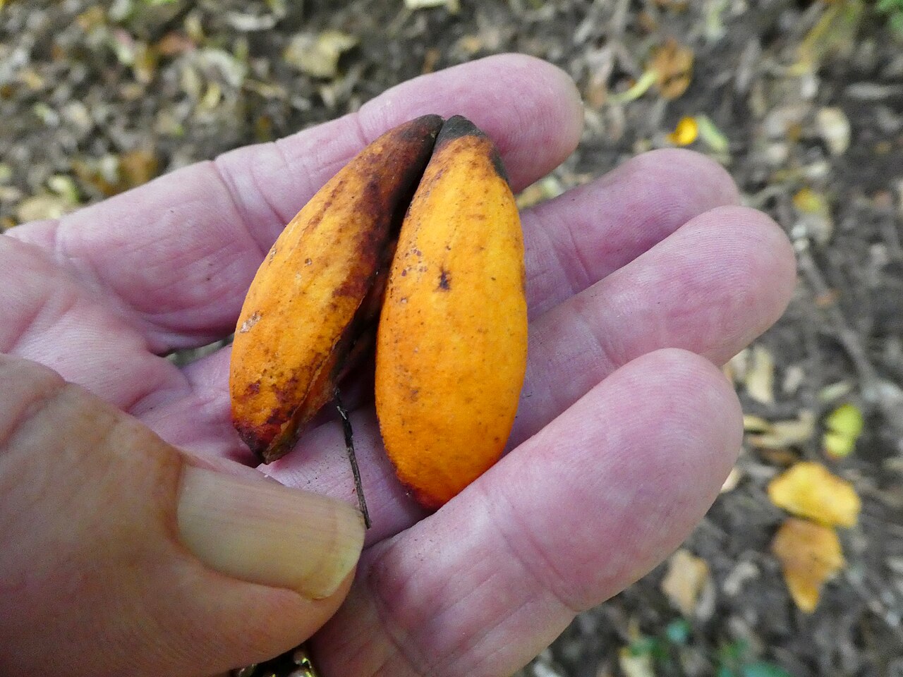 Dysoxylum latifolium: Empty fruit case of Dysoxylum latifolium