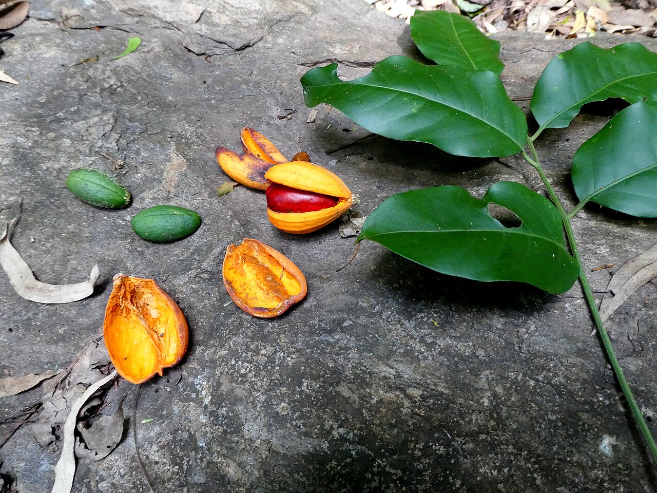 Dysoxylum latifolium: Dysoxylum latifolium seeds (without aril), empty fruit shell, fruit with seeds, and leaves