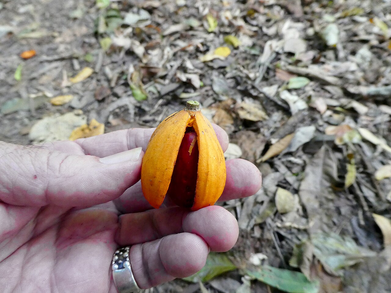 Dysoxylum latifolium: Dysoxylum latifolium fruit with seeds