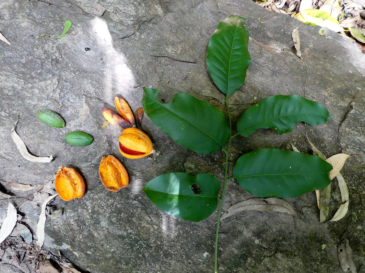 Dysoxylum latifolium: Dysoxylum latifolium seeds (without aril), empty fruit shell, fruit with seeds, and leaves