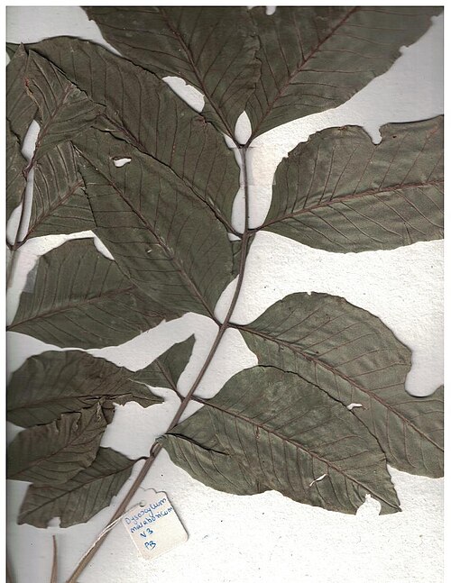 White cedar: Herbarium scans from the Anamalai Hills