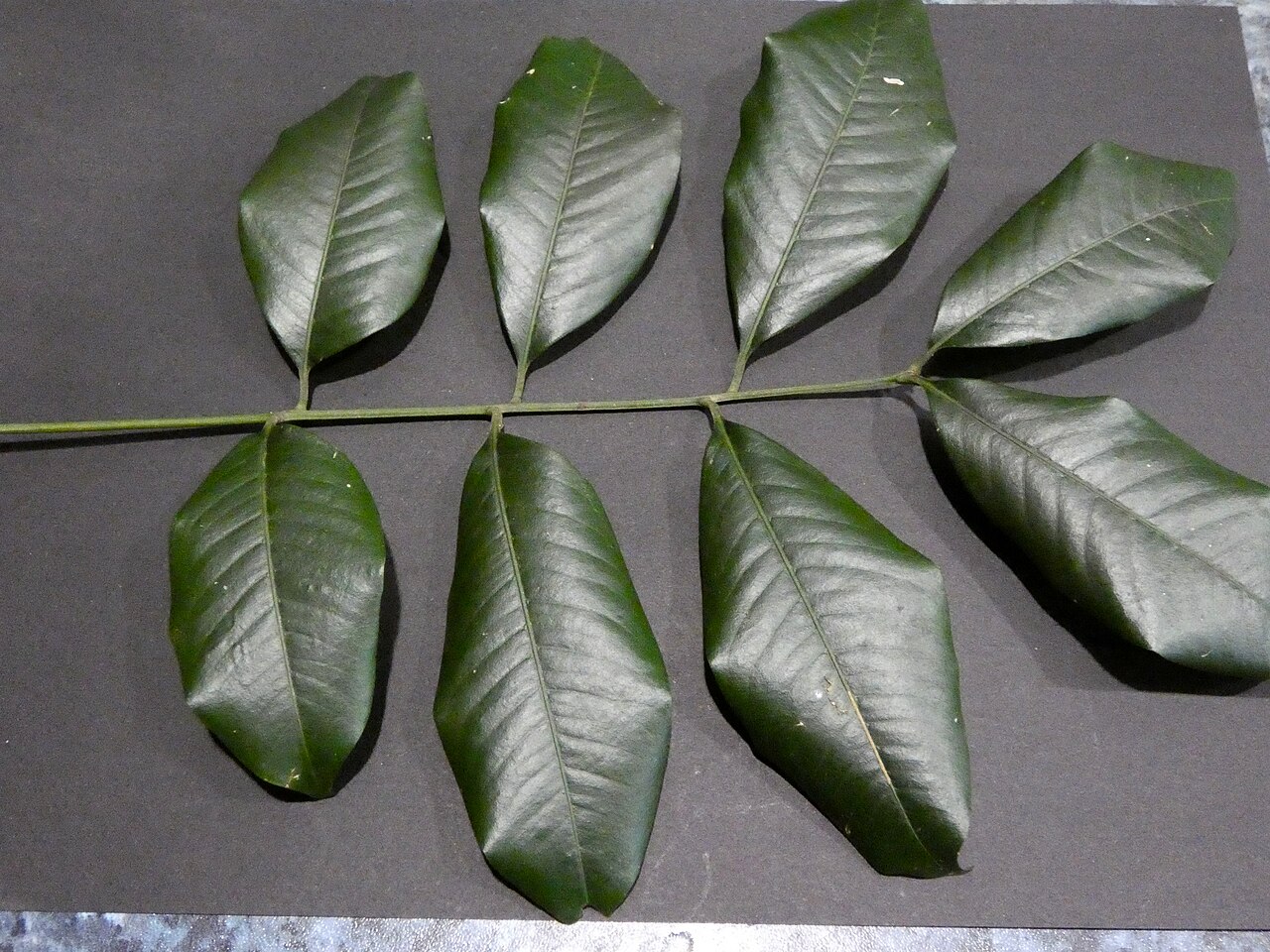 Pink mahogany: Dysoxylum oppositifolium on the Lamb Range west of Cairns , Queensland