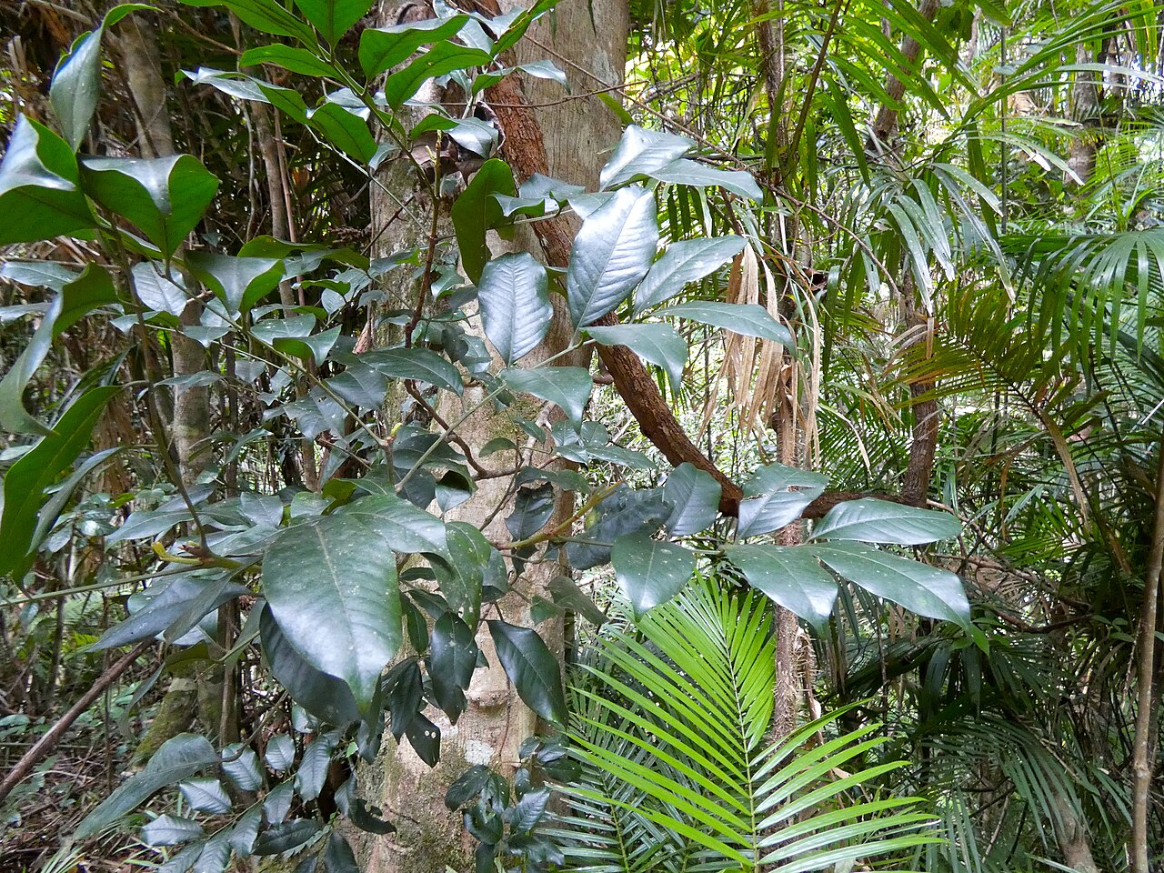 Pink mahogany: Dysoxylum oppositifolium on the Lamb Range west of Cairns , Queensland