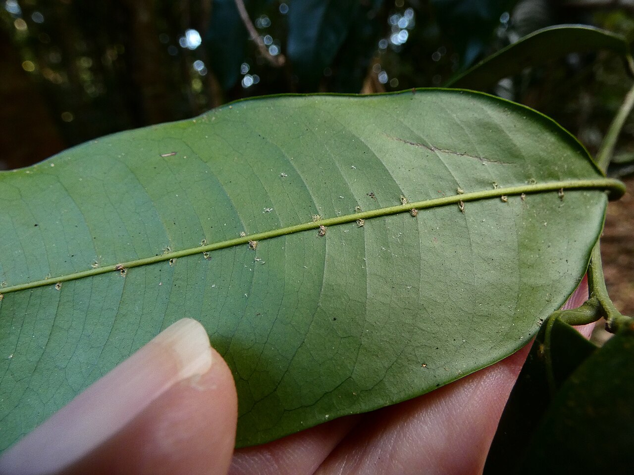 Pink mahogany: Dysoxylum oppositifolium with flower buds, in rainforest on the Lamb Range near Cairns, Queensland