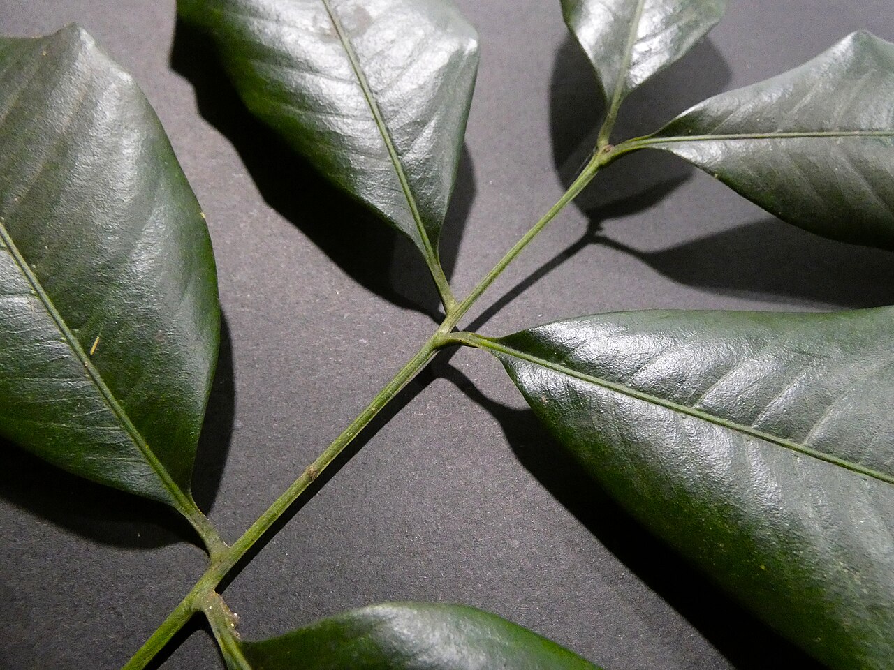 Pink mahogany: Dysoxylum oppositifolium on the Lamb Range west of Cairns , Queensland