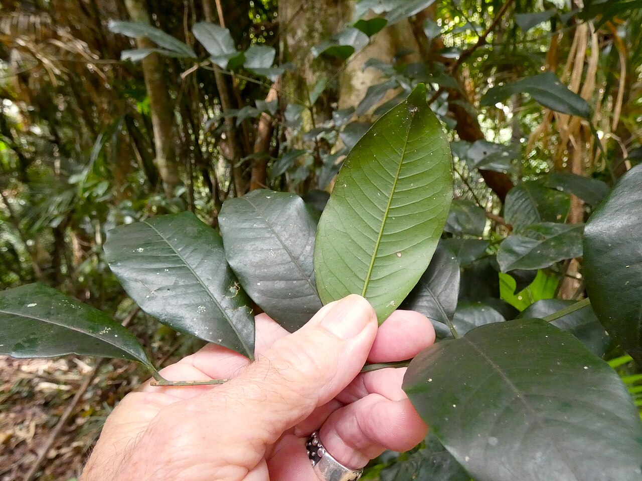 Pink mahogany: Dysoxylum oppositifolium on the Lamb Range west of Cairns , Queensland