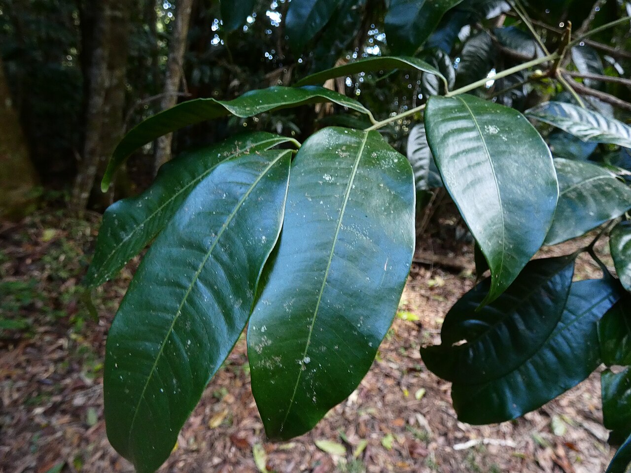 Pink mahogany: Dysoxylum oppositifolium with flower buds, in rainforest on the Lamb Range near Cairns, Queensland