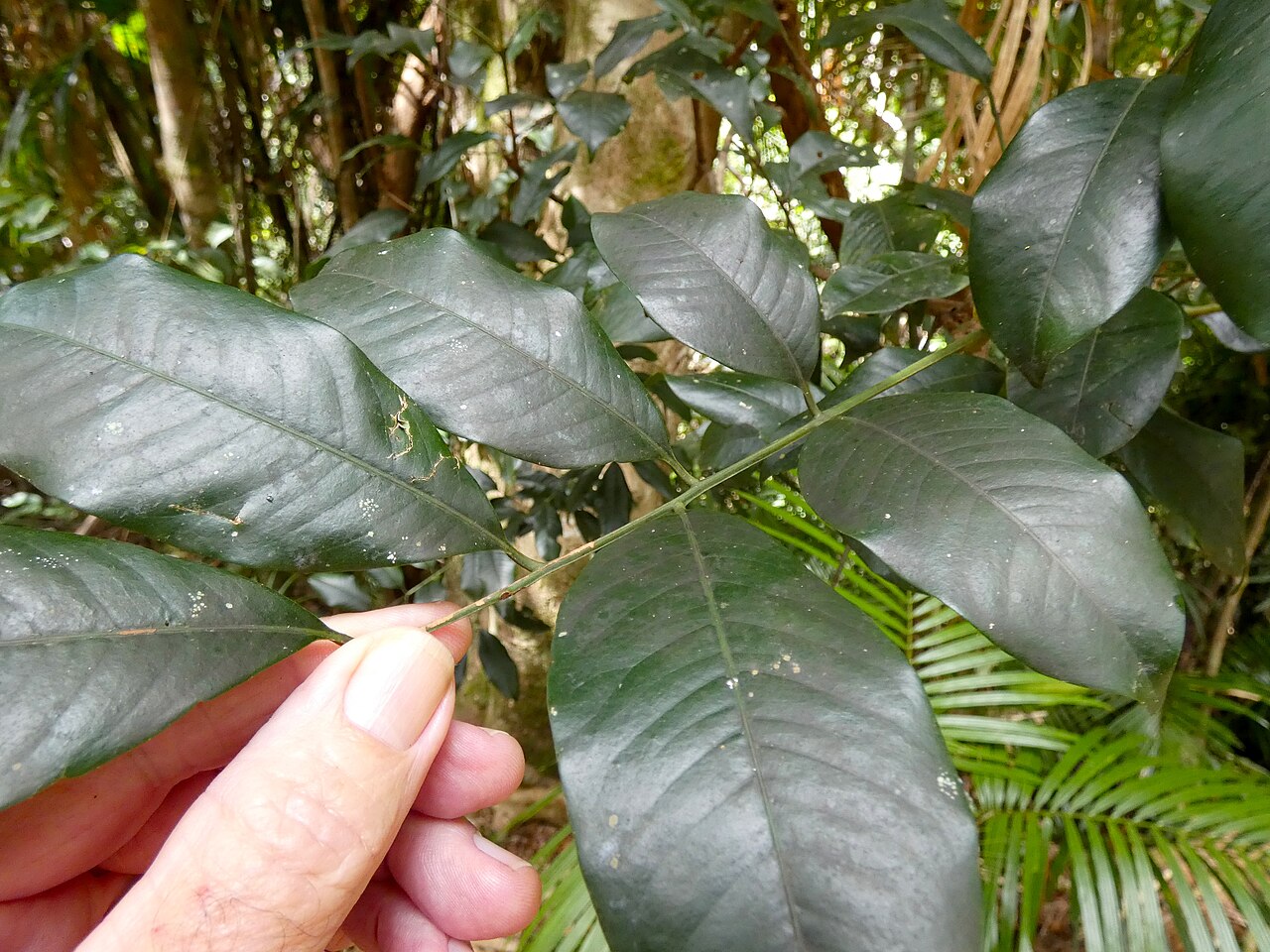 Pink mahogany: Dysoxylum oppositifolium on the Lamb Range west of Cairns , Queensland