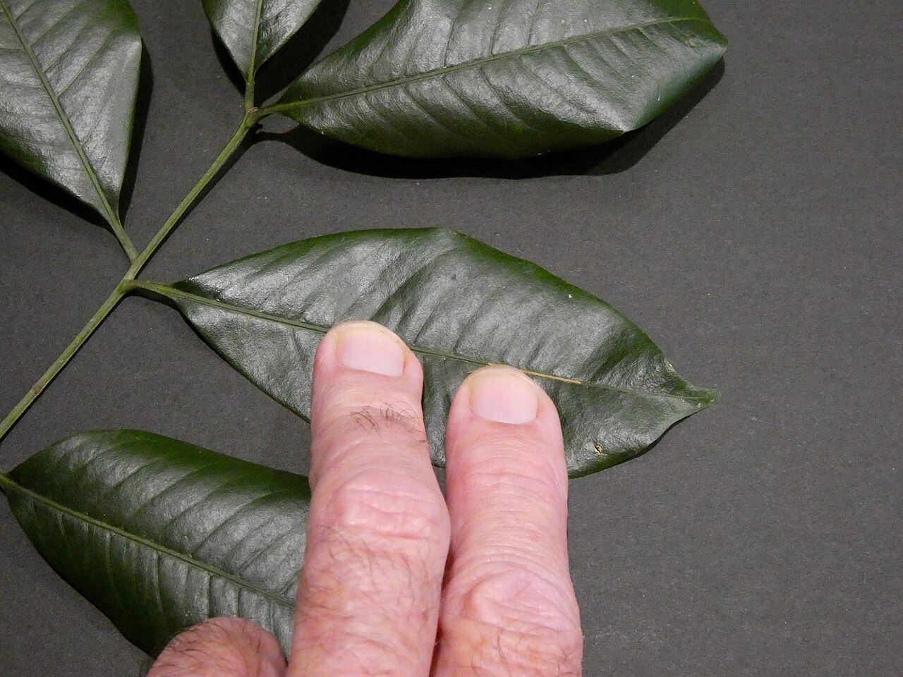 Pink mahogany: Dysoxylum oppositifolium on the Lamb Range west of Cairns , Queensland