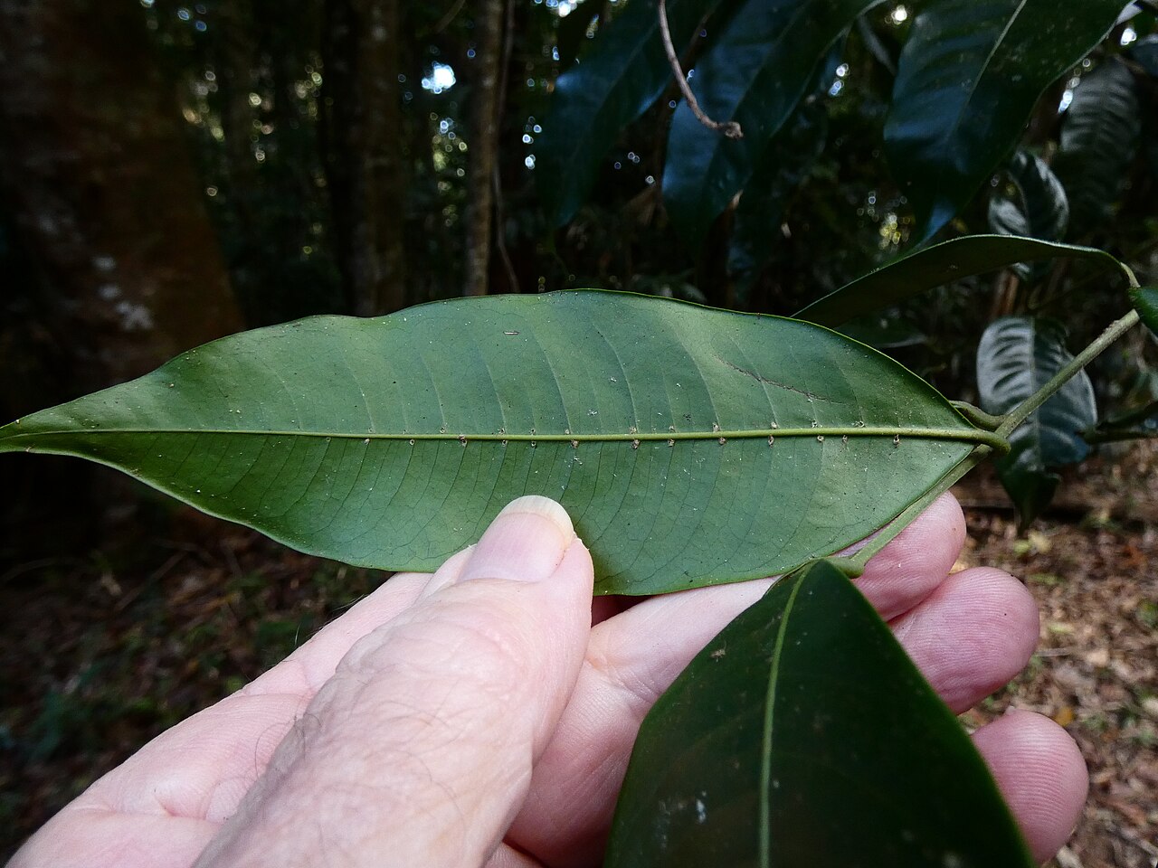 Pink mahogany: Dysoxylum oppositifolium with flower buds, in rainforest on the Lamb Range near Cairns, Queensland