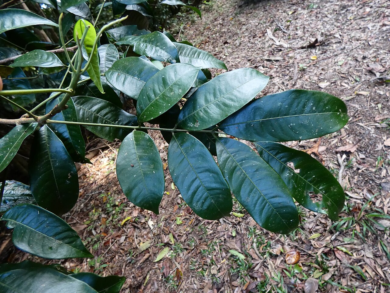 Pink mahogany: Dysoxylum oppositifolium with flower buds, in rainforest on the Lamb Range near Cairns, Queensland