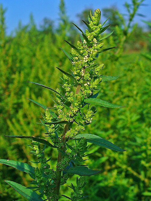Mexican tea: Dysphania ambrosioides (L.) Mosyakin & Clemants, Syn.: Chenopodium ambrosioides L., Amaranthaceae, Epazote, Wormseed, Jesuit's Tea, Mexican Tea, Herba Sancti Ma
