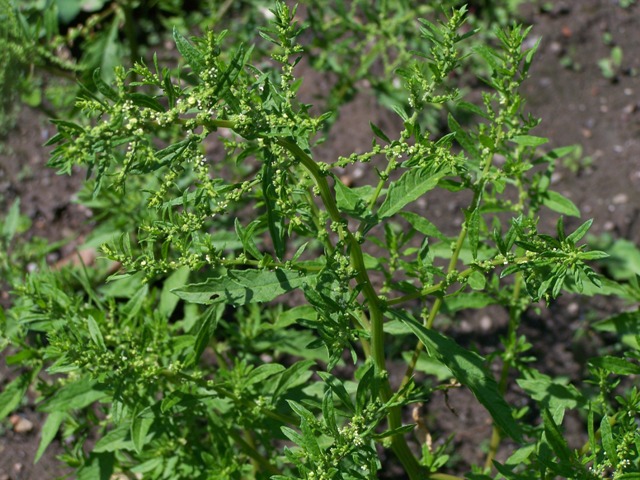 Mexican tea: Dysphania ambrosioides (L.) Mosyakin & Clemants (Syn.: Chenopodium ambrosioides L.) Mexican Tea, Herba Sancti Mariæ Mexican Tea Jesuiten-Tee