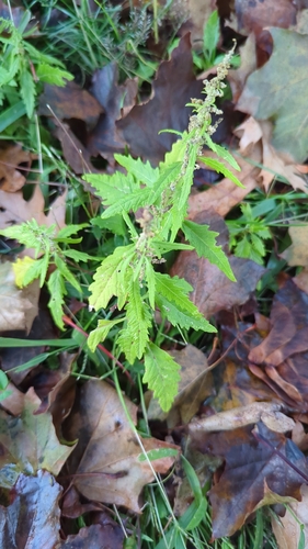 Mexican tea (Dysphania ambrosioides)