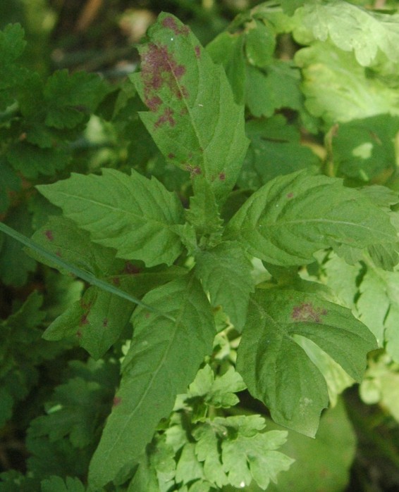 Mexican tea: Dysphania ambrosioides (L.) Mosyakin & Clemants, Syn.: Chenopodium ambrosioides L.
