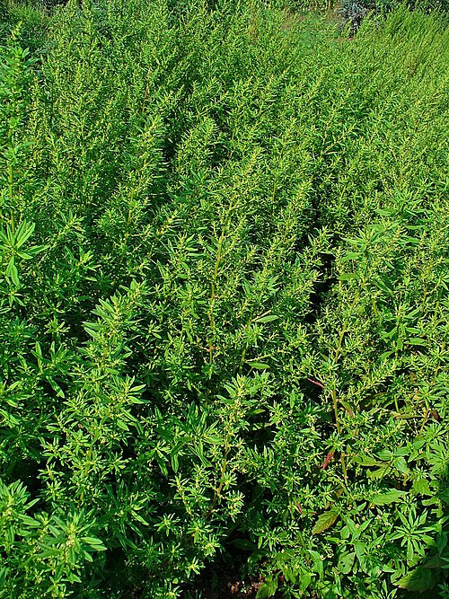Mexican tea: Dysphania ambrosioides (L.) Mosyakin & Clemants, Syn.: Chenopodium ambrosioides L., Amaranthaceae, Epazote, Wormseed, Jesuit's Tea, Mexican Tea, Herba Sancti Ma