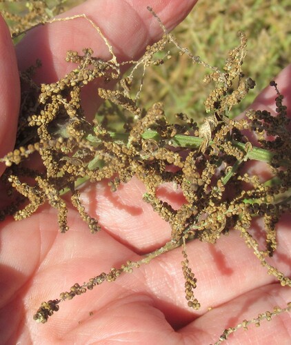 Mexican tea (Dysphania ambrosioides)