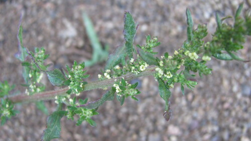 Mexican tea (Dysphania ambrosioides)