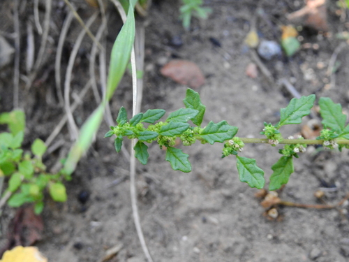 Mexican tea (Dysphania ambrosioides)