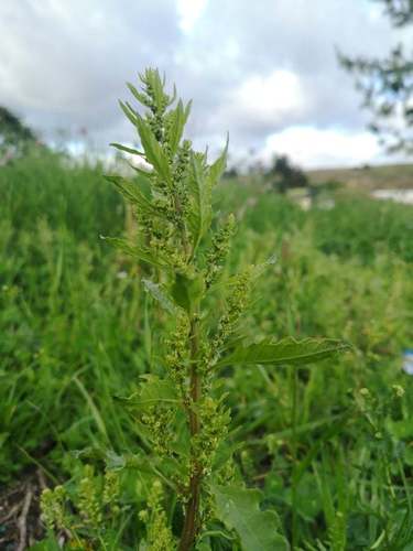 Mexican tea (Dysphania ambrosioides)