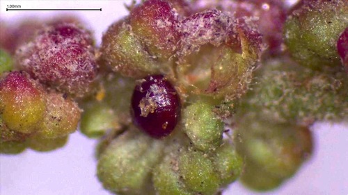 Mexican tea (Dysphania ambrosioides)