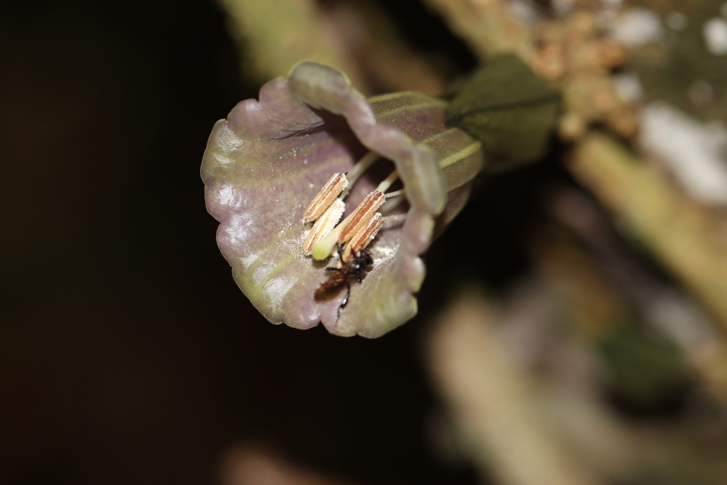 Dyssochroma atlantica (Dyssochroma atlantica)