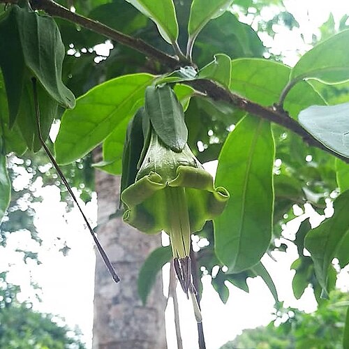 Dyssochroma viridiflorum: Flor de Dyssochroma viridiflora