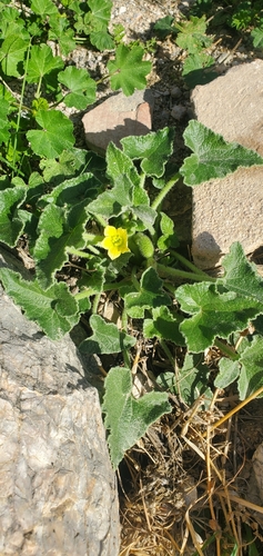 Squirting cucumber (Ecballium elaterium)