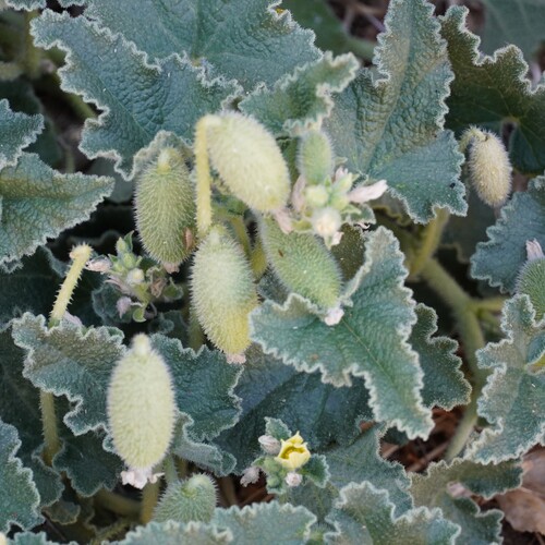 Squirting cucumber (Ecballium elaterium)