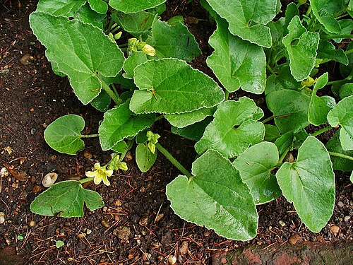 Squirting cucumber: Ecballium elaterium , Cucurbitaceae, Squirting Cucumber, Exploding Cucumber, habitus; Botanical Garden KIT, Karlsruhe, Germany. The fruits are used in homeopath