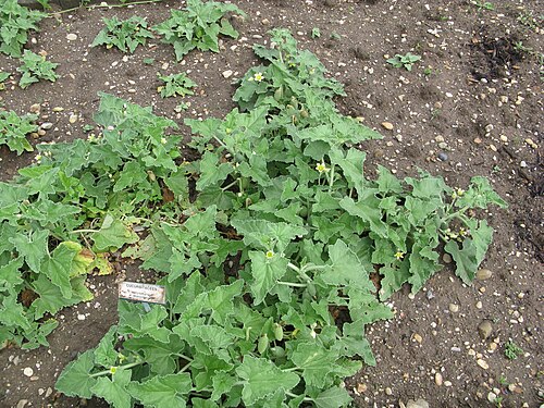 Squirting cucumber: Ecballium elaterium dans le parc Peixotto à Talence.