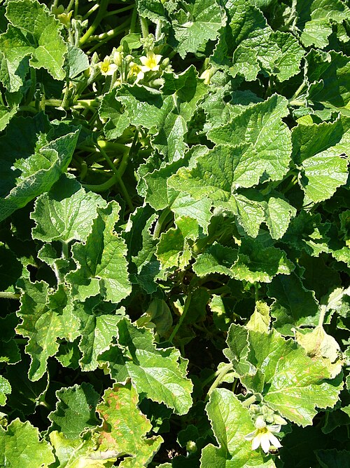 Squirting cucumber: Ecballium elaterium (plant)