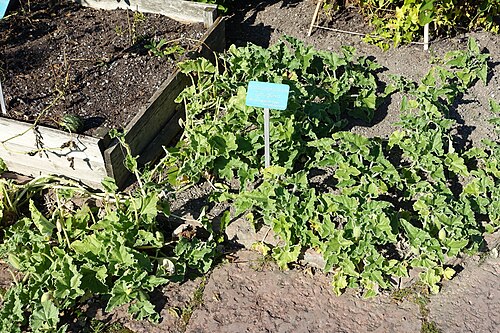 Squirting cucumber: Botanical specimen in the Bergianska trädgården - Stockholm, Sweden.