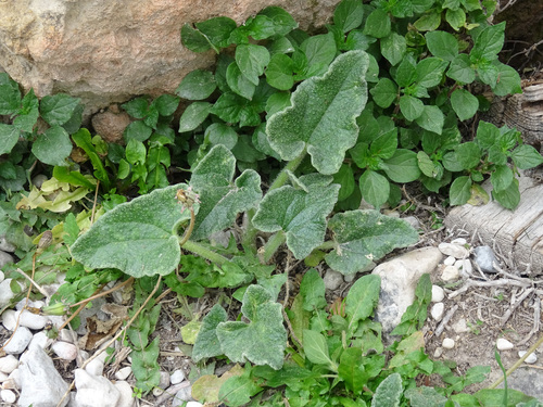 Squirting cucumber (Ecballium elaterium)