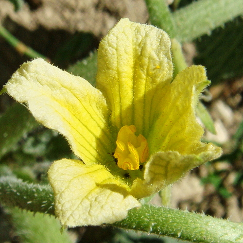 Squirting cucumber (Ecballium elaterium)