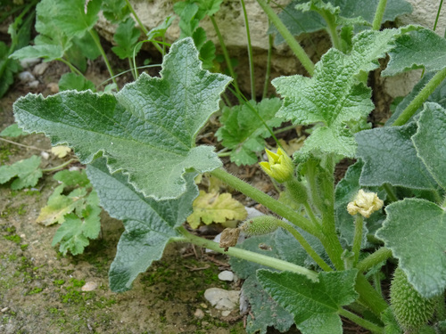 Squirting cucumber
