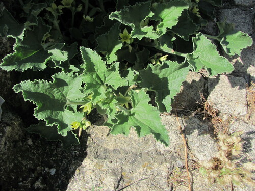 Squirting cucumber (Ecballium elaterium)