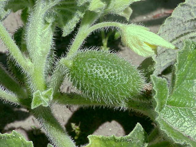 Squirting cucumber: Name Ecballium elaterium Family Cucurbitaceae Image no. 2