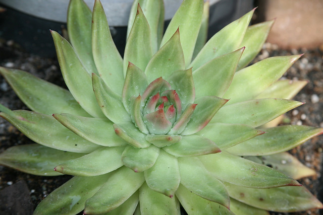 Echeveria agavoides: Molded-Wax Plant