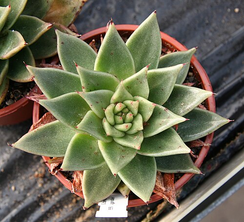Echeveria agavoides: Echeveria agavoides in Kultur bei Kakteen-Haage in Erfurt