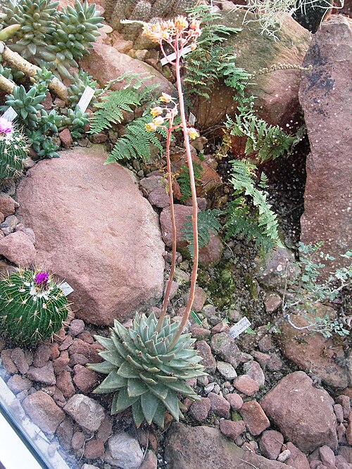 Echeveria agavoides: Specimen in cultivation at the Wilhelma Zoologisch-Botanische Garten, Stuttgart, Germany.