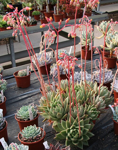 Echeveria agavoides: Echeveria agavoides in Kultur bei Kakteen-Haage in Erfurt
