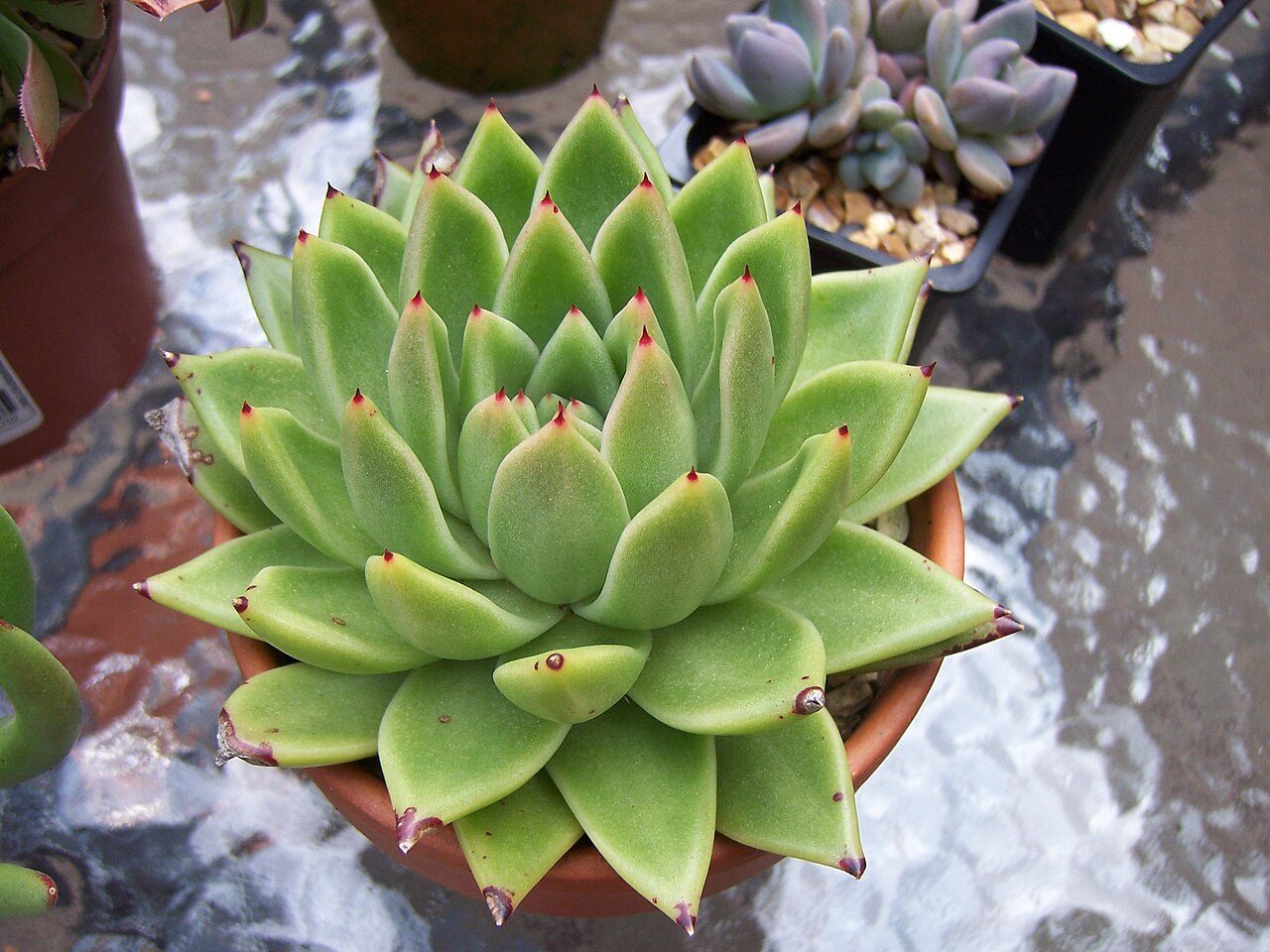 Echeveria agavoides: Echeveria Agavoides