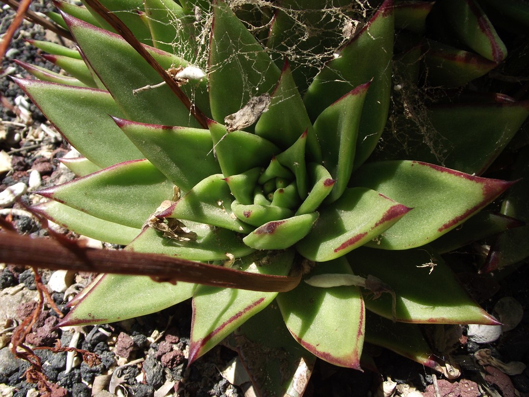 Echeveria agavoides: Echeveria agavoides at the Los Angeles County Arboretum, Arcadia, California, USA. Identified by sign.